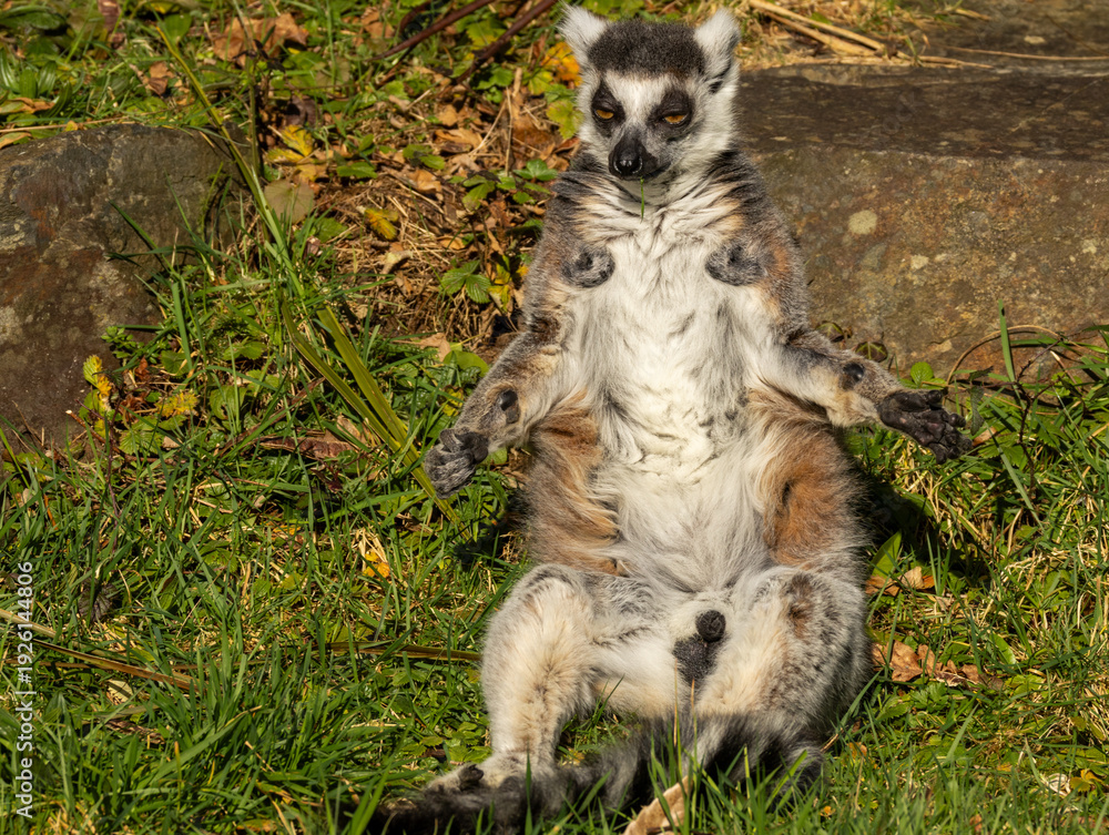 Fototapeta premium Maki catta