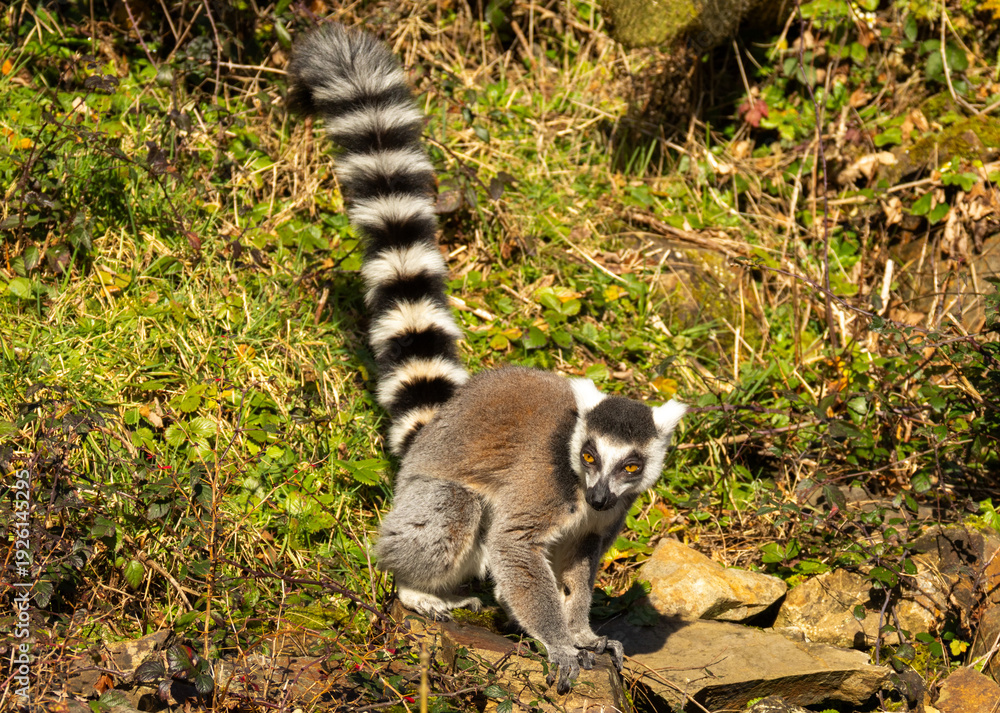 Fototapeta premium Maki catta