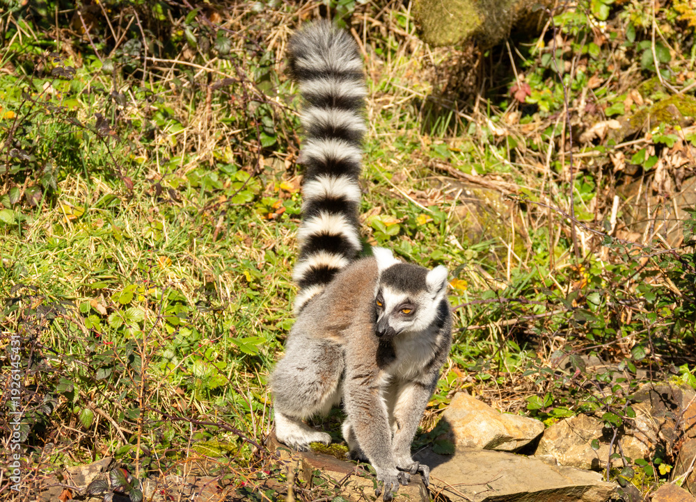 Fototapeta premium Maki catta