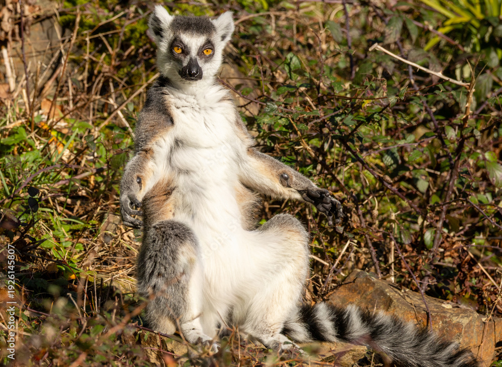 Fototapeta premium Maki catta