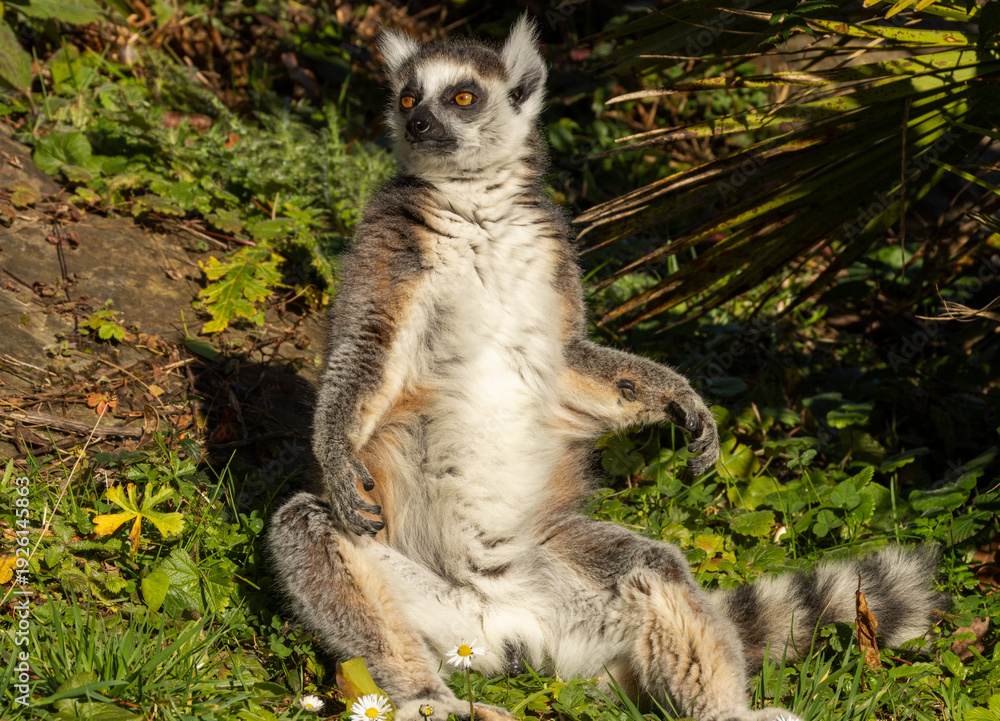 Fototapeta premium Maki catta