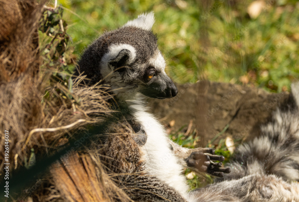 Naklejka premium Maki catta