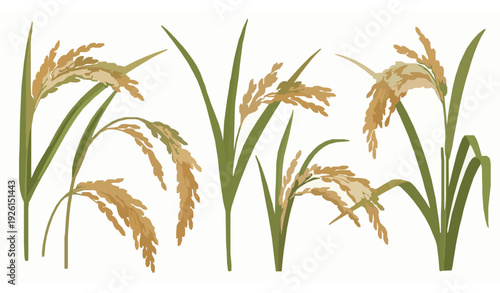 Stylized rice plant and grain vector set for food design
