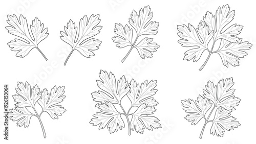 Collection of detailed parsley leaf sketches showing different branch structures and foliage patterns for culinary and garden design.