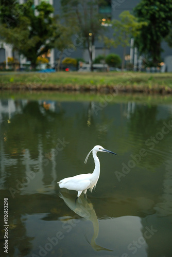 White Egret Standing in City Park Pond with Water Reflection. Perfect for nature conservation, urban ecology, and peaceful lifestyle content.