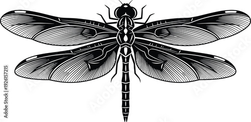 Dragonfly Illustration Black and White Detailed Line Art