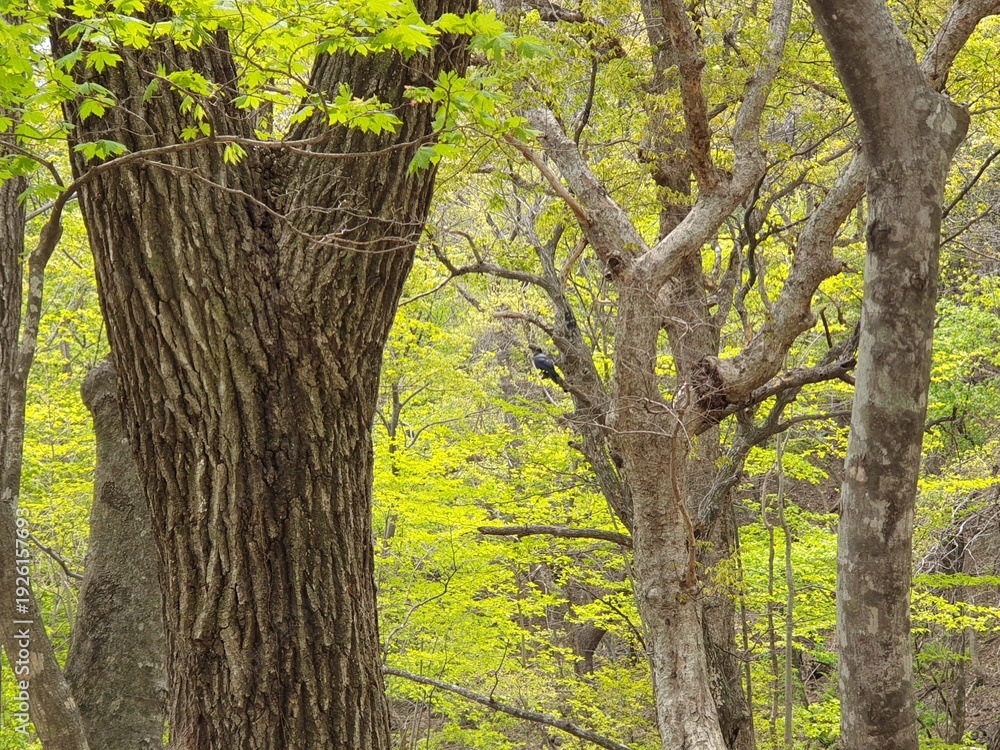 Obraz premium tree in the park