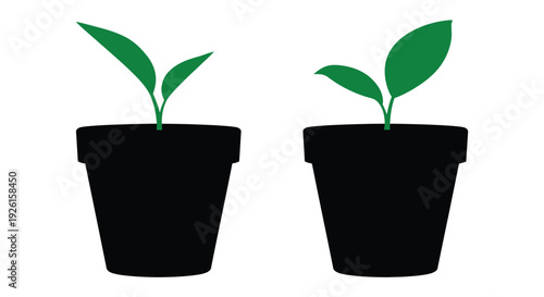 Two potted plants with vibrant green leaves a striking silhouette