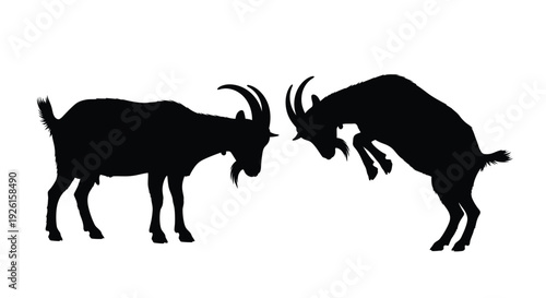 Two goats preparing to clash heads in a dramatic confrontation silhouette