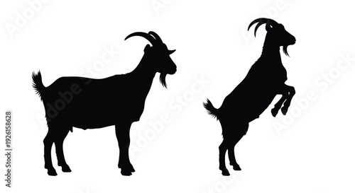 Two goats in contrasting poses a striking black silhouette