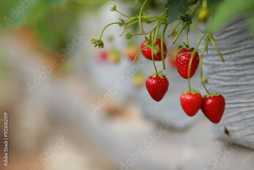 bunch of ripe red strawberries