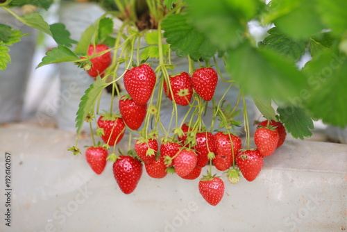 bunch of ripe red strawberries