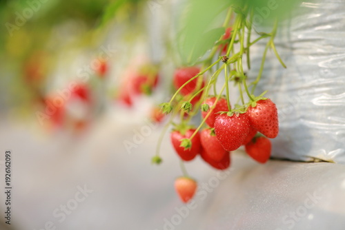 bunch of ripe red strawberries