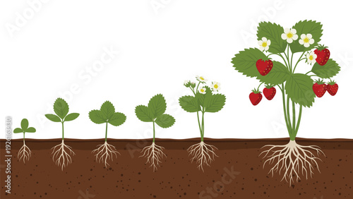 Detailed illustration of the strawberry plant growth cycle, from a small sprout with roots to a mature plant bearing ripe fruit.