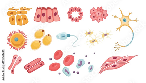 Cell biology vector illustration with various types of cells