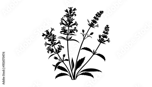 A flower silhouette illustration on a white background with leaves and stems