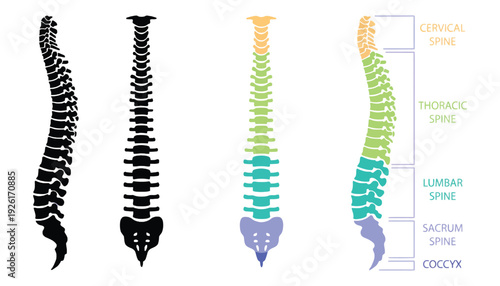 Spine vector illustration with labeled cervical, thoracic, lumbar, sacrum and coccyx sections