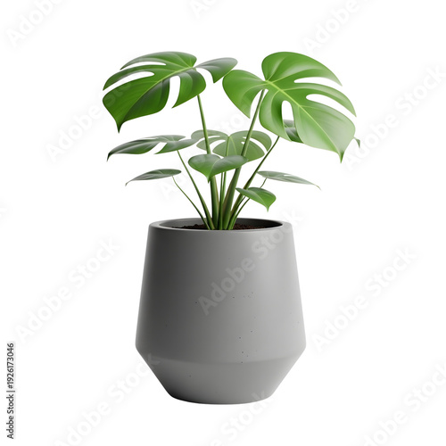 Potted Monstera Plant in a Gray Pot, Front View, Indoor Scene