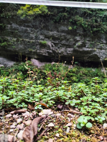 Close-up of wild plants growing on a rocky cliff, detailed nature background, fresh growth wallpaper