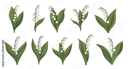 A charming collection of delicate lily of the valley flowers with green leaves, beautifully illustrated in a botanical style on a white background.