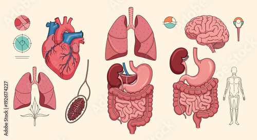 Comprehensive illustration of human internal organs and anatomical systems, including the heart, lungs, brain, digestive, and reproductive structures.