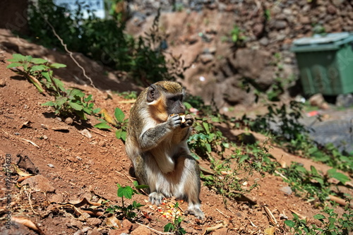 Green monkey eating fruit in Cape Verde