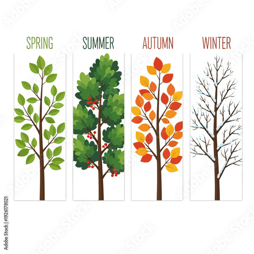 Four Seasons Tree Illustration: Spring, Summer, Autumn, Winter