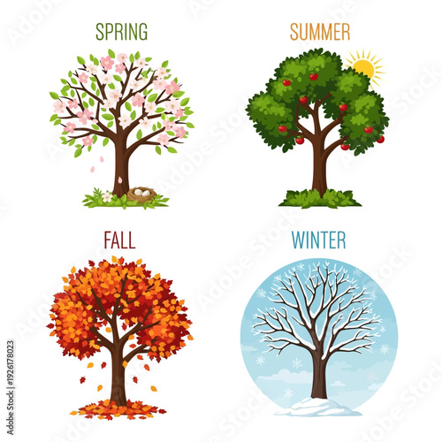 Four Seasons Tree Illustration: Spring, Summer, Fall, Winter Cycle