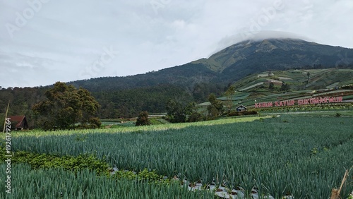 Vast Terraced Vegetable Farm with Green Crops and Mountain Under Cloudy Sky