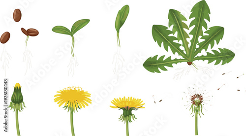 Detailed vector illustration showing the life cycle of a dandelion plant from seeds and sprouting seedlings to yellow flowers and seed head dispersal.