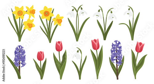 Beautiful collection of early spring flowers including yellow daffodils, white snowdrops, red tulips, and purple hyacinths in a flat style.