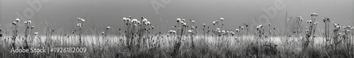 Wallpaper Mural A black and white image of a field of tall grass with a hazy sky in the background. Torontodigital.ca