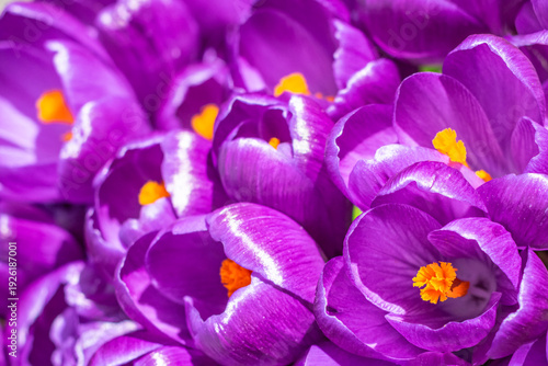 Tableau sur toile A closeup of beautiful purple crocus flowers growing in the garden