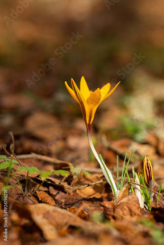 Yellow crocus close-up. The first spring flowers bloomed in the forest. Beautiful natural background. A bright yellow flower among the green grass. The concept of spring. Soft focus a glade of flowers