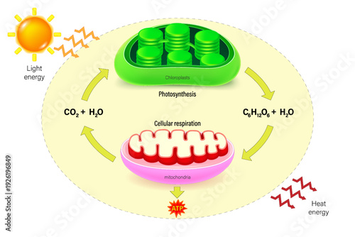 Photosynthesis and Cellular respiration. Energy flow and chemical recycling. Chloroplast and Mitochondria.