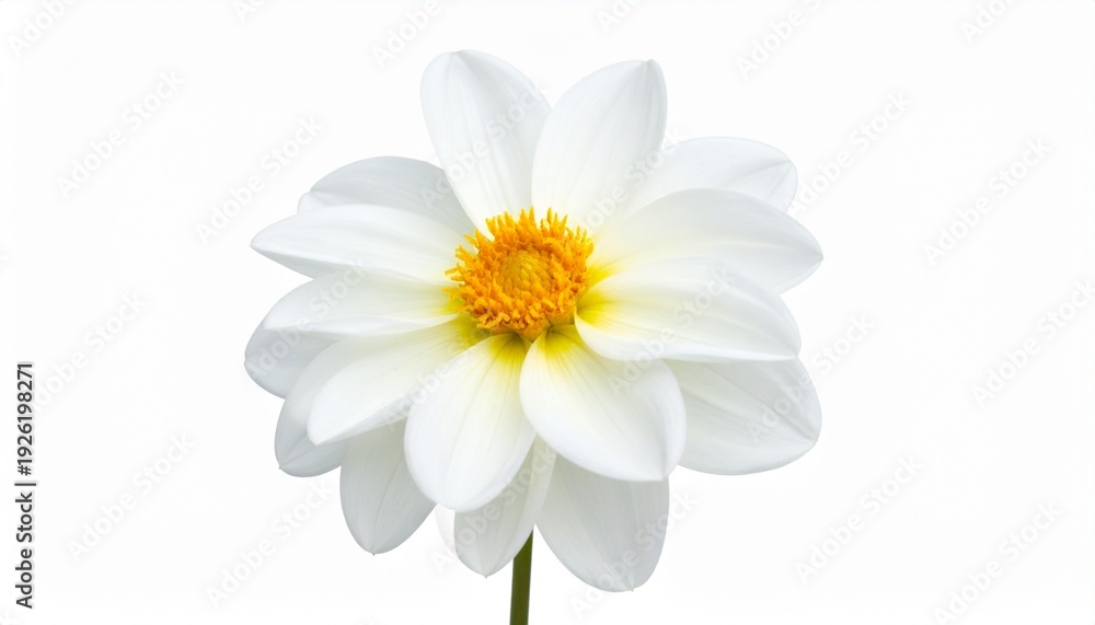 Fototapeta premium High-Resolution Close-up of a Pristine White Dahlia Flower with a Bright Yellow Center Isolated on White Background