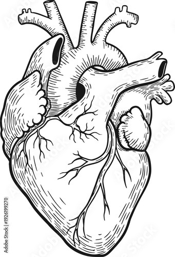 Hand drawn sketch of human heart organ anatomy line art vector illustration