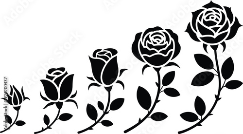Rose flower growth stages silhouettes set, blooming sequence from bud to full blossom, black vector illustration isolated on white background, nature concept