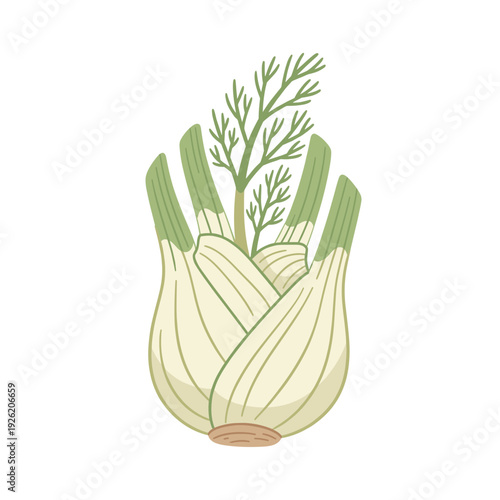 Pale green fennel bulb with delicate leafy fronds Isolated transparent background include cut-out PNG file