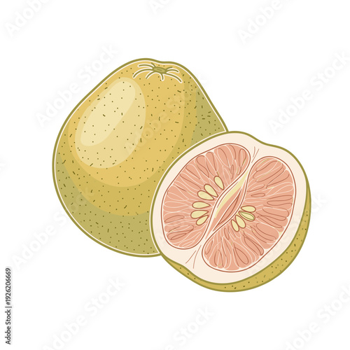 A hand drawn illustration of a pomelo fruit. Isolated transparent background ( include cut-out PNG file ).