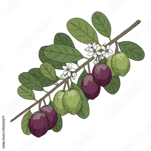 A hand drawn illustration of a Davidson plum branch. Isolated transparent background ( include cut-out PNG file )
