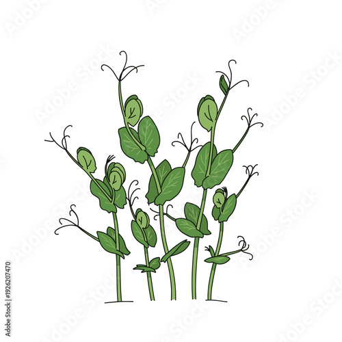 Young green pea shoots with thin curling tendrils. Isolated transparent background ( include cut-out PNG file )