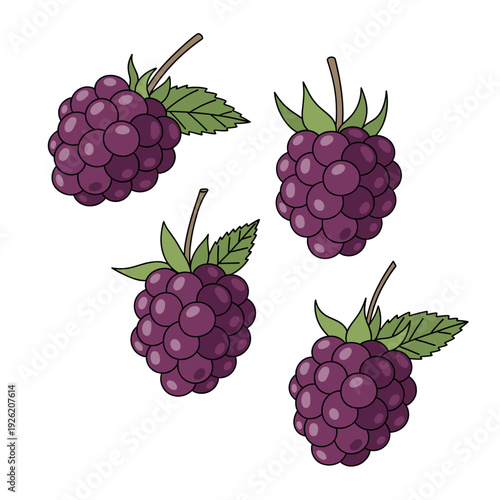 Four purple blackberries with green leaves on an isolated transparent background. Isolated transparent background ( include cut-out PNG file )
