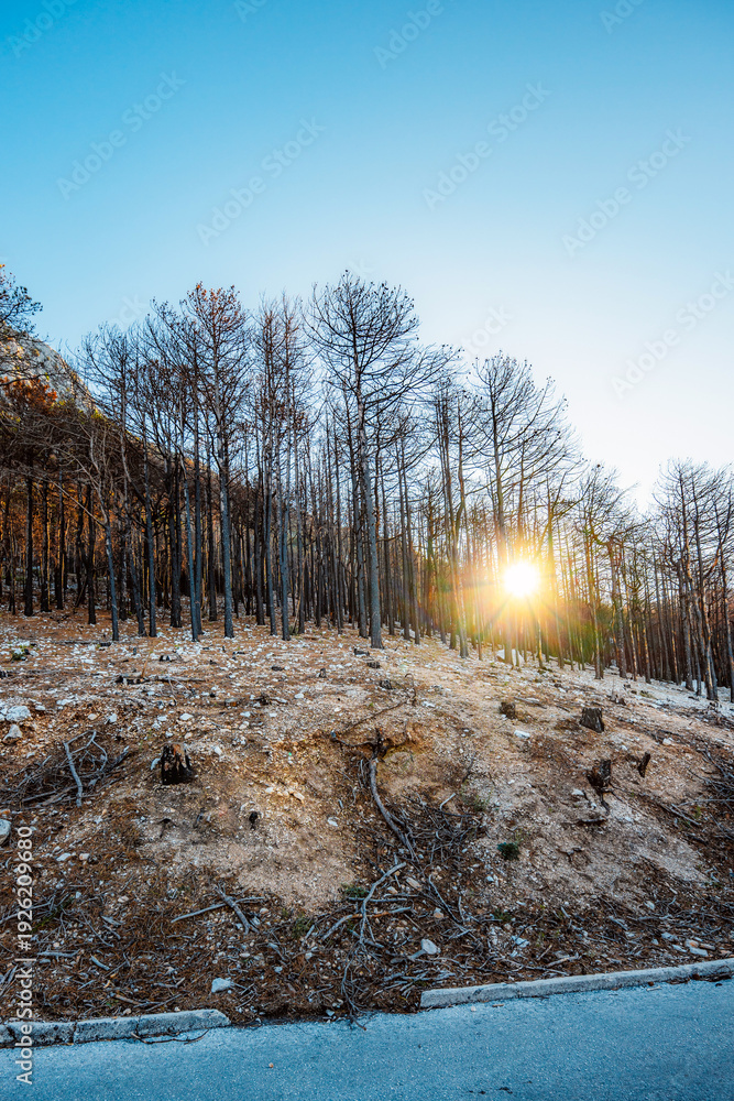 Obraz premium Burnt pine forest on the slopes of Biokovo mountain overlooking the Makarska Riviera, consequences of a forest fire in Croatia.