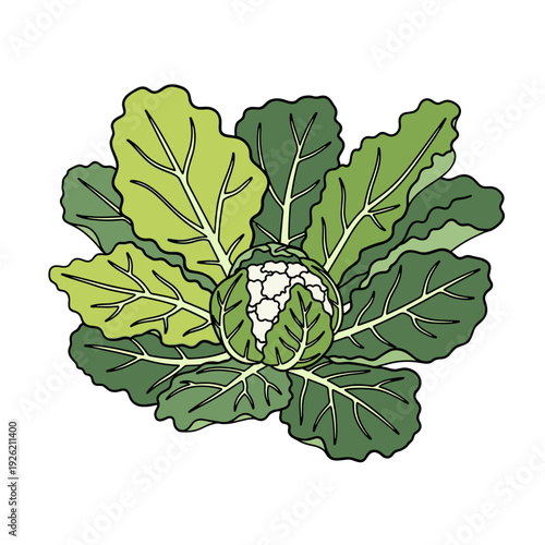 Green cauliflower plant with large leaves surrounding a white central head on white background. Isolated transparent background ( include cut-out PNG file )