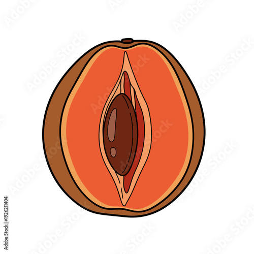 Single mamey sapote fruit slice with orange pulp and brown seed on white background. Isolated transparent background ( include cut-out PNG file )