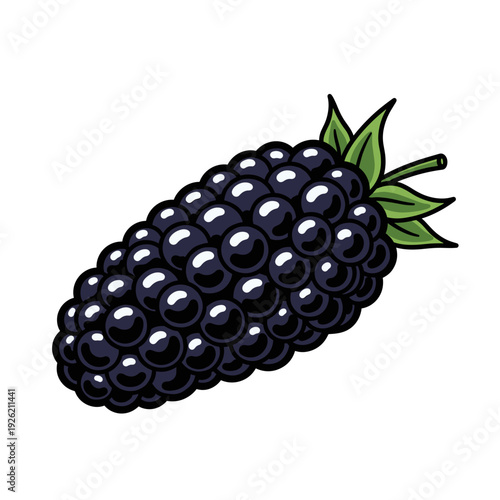 Detailed illustration of a ripe dark blackberry with green leaves on white background. Isolated transparent background ( include cut-out PNG file )