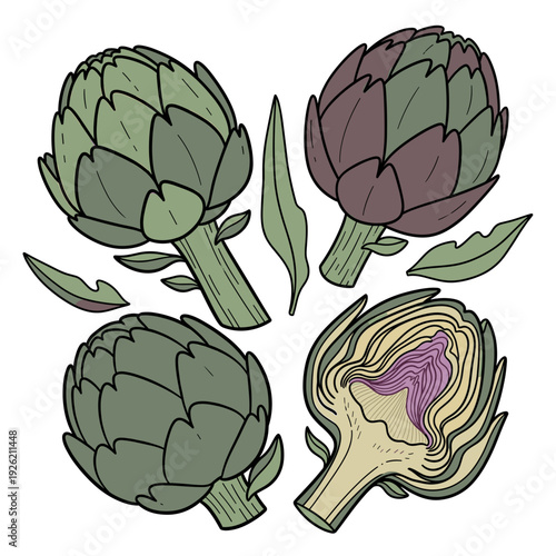 Hand drawn green and purple artichoke buds with a cross section on a white background. Isolated transparent background ( include cut-out PNG file ).