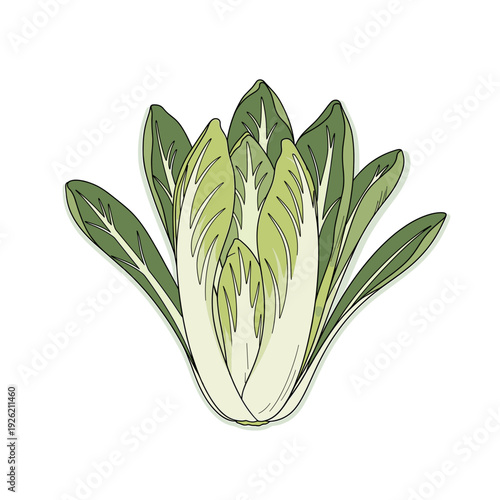 Hand drawn green chicory head with pointed leaves on a white background. Isolated transparent background ( include cut-out PNG file )