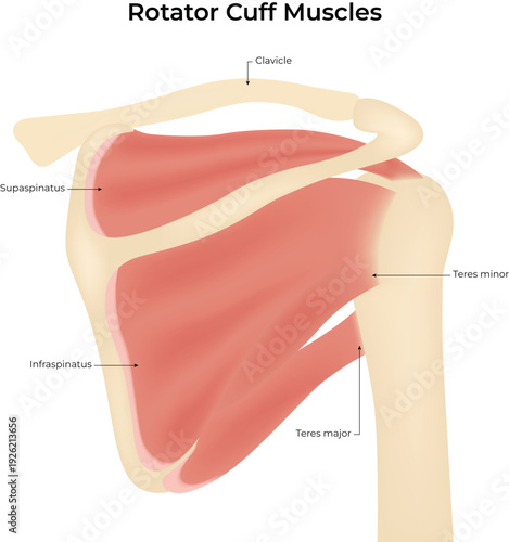 Rotator Cuff Muscles Anatomy Diagram